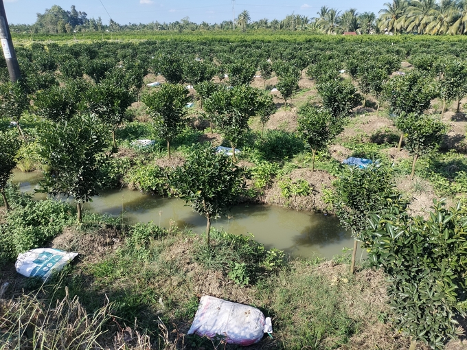 Bà con nông dân ở Vĩnh Long ngày càng chú trọng sử dụng phân bón hữu cơ cho cây cam sành. Ảnh: Minh Đảm.