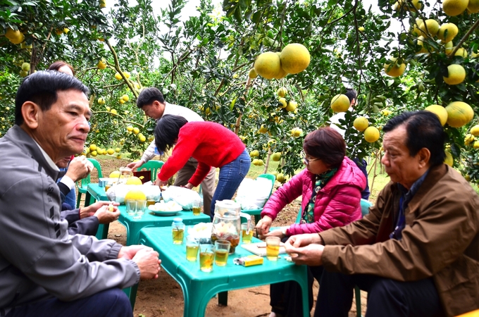 Ăn thử bưởi ngay tại vườn. Ảnh: Dương Đình Tường.