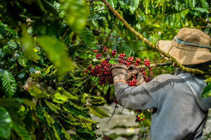 Nông dân Tây Nguyên thu hoạch cà phê. Ảnh: Sơn Trang.