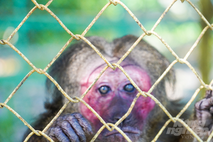 2 cá thể khỉ mặt đỏ đang được nuôi dưỡng, bảo tồn tại công viên Mỹ Thới. Ảnh: Kim Anh.