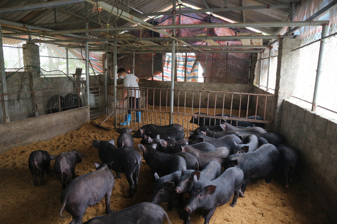 Hiện nay, hầu hết các trang trại chăn nuôi ở Thái Nguyên đã sản xuất theo chuỗi liên kết khép kín, tuần hoàn. Ảnh: Phạm Hiếu.