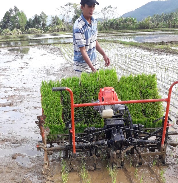 Máy cấy lúa trên những diện tích sản xuất lúa hữu cơ ở HTX Nông nghiệp Ân Tín (huyện Hoài Ân, Bình Định). Ảnh: V.Đ.T.