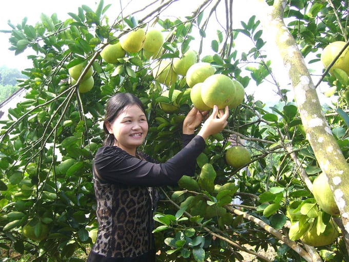 Chị Phạm Thị Sâm, Phó Giám đốc Trung tâm Nghiên cứu Cây ăn quả và Cây công nghiệp Phủ Qùy (trong ảnh) cho biết bưởi hồng Quang Tiến đang là giống cây ăn quả đem lại hiệu quả kinh tế rất cao. Ảnh: Hồ Quang.