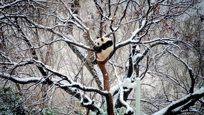 Một con gấu trúc trong sở thú leo lên cây tránh rét khi tuyết rơi dày ở Bắc Kinh. Ảnh: AP.