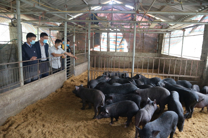 Các mô hình chăn nuôi sử dụng đệm lót sinh học ngày càng được nhân rộng tại Thái Nguyên, vừa giúp vật nuôi phát triển tốt, vừa tạo điều kiện thúc đẩy sản xuất trồng trọt theo hướng hữu cơ. Ảnh: Phạm Hiếu.