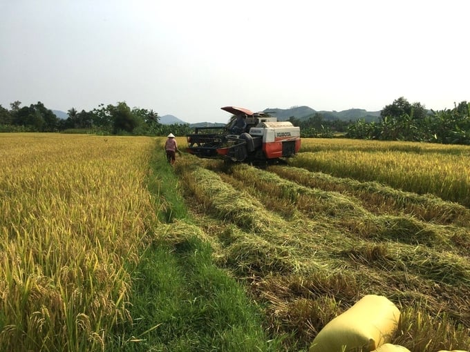 HTX Nông nghiệp Ân Tín (huyện Hoài Ân, Bình Định) thu hoạch lúa hữu cơ. Ảnh: V.Đ.T.