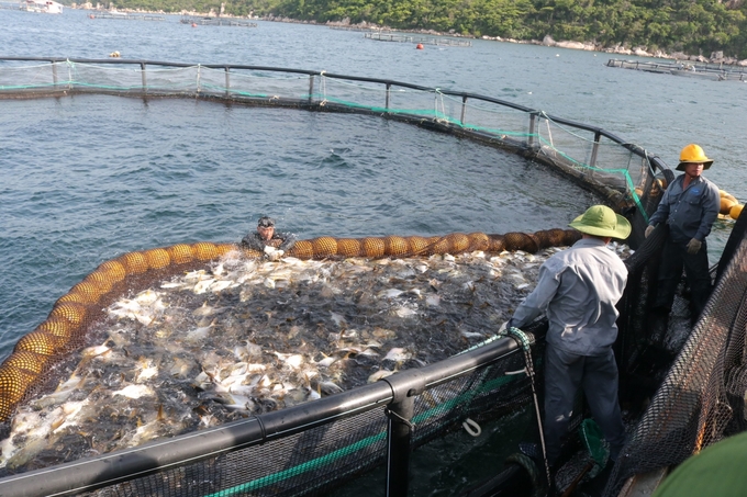 Phát triển nuôi biển không chỉ thúc đẩy kinh tế, xã hội mà còn góp phần bảo vệ nguồn lợi hải sản cho tương lai, giảm áp lực khai thác. Ảnh: Kim Sơ.