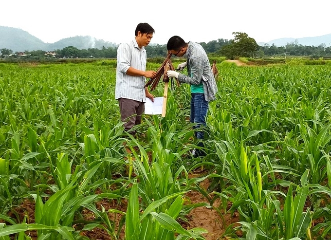 Mô hình quản lý sâu keo mùa thu tổng hợp trên cây ngô (IPM/IPHM) tại Phú Thọ và Đồng Nai cho lợi nhuận cao hơn so với tập quán canh tác địa phương từ 3 - 9,3 triệu đồng/ha. Ảnh: MH.