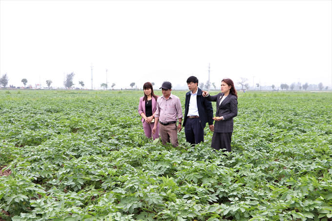 Mô hình thâm canh khoai tây vụ đông ghi nhiều dấu ấn của Khuyến nông Hà Nội. Ảnh: Tư liệu.