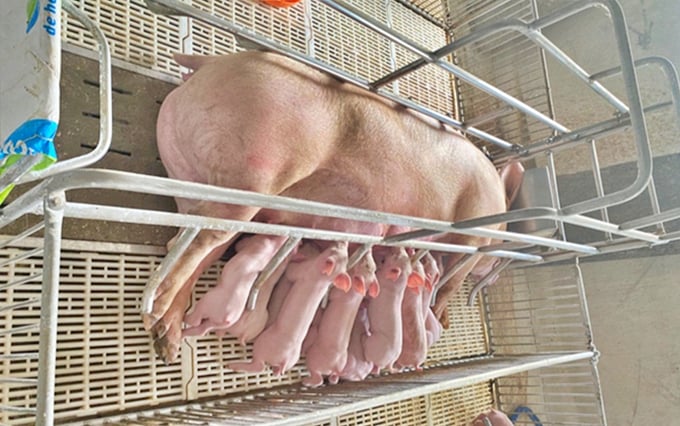 Ổ lợn nái TH12 tại mô hình nuôi con. Ảnh: TP.