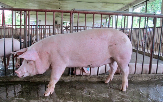 Lợn nái TH12 là sản phẩm của đề tài cấp Nhà nước 'Nghiên cứu lai tạo một số dòng lợn chuyên hóa năng suất cao phù hợp chăn nuôi công nghiệp khu vực phía Bắc'. Ảnh: TP.