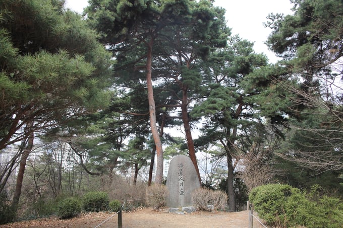 Những cây thông đỏ ở Viện Khoa học Lâm nghiệp quốc gia Hàn Quốc.