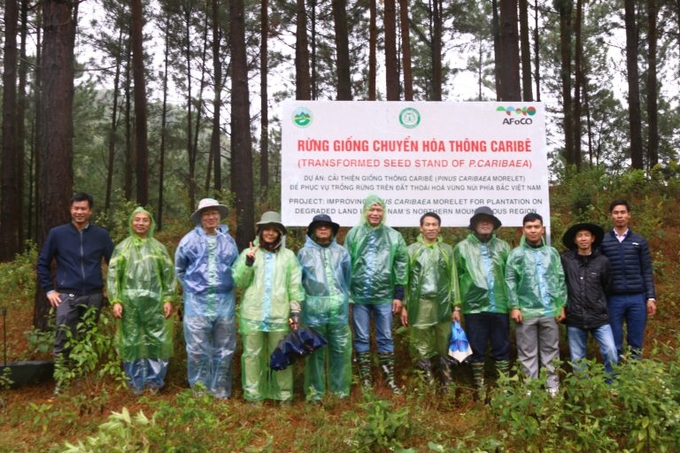 Cán bộ của dự án AFoCO thăm rừng giống chuyển hóa thông tại Vĩnh Phúc. Ảnh: VAFS.