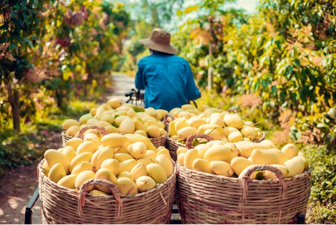 Đại diện công ty Nafoods cũng đã nêu ra kế hoạch thu mua sản lượng cây ăn trái trong năm 2024 là hơn 20 ngàn tấn. Ảnh: Thu Hải.