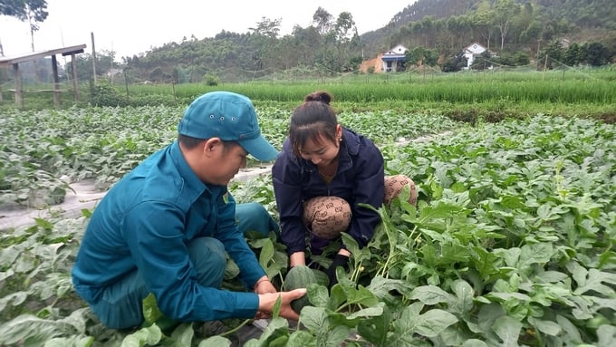 Diện tích trồng dưa hấu ở huyện Yên Bình góp phần tăng thu nhập cho các hộ dân. Ảnh: Thanh Tiến.