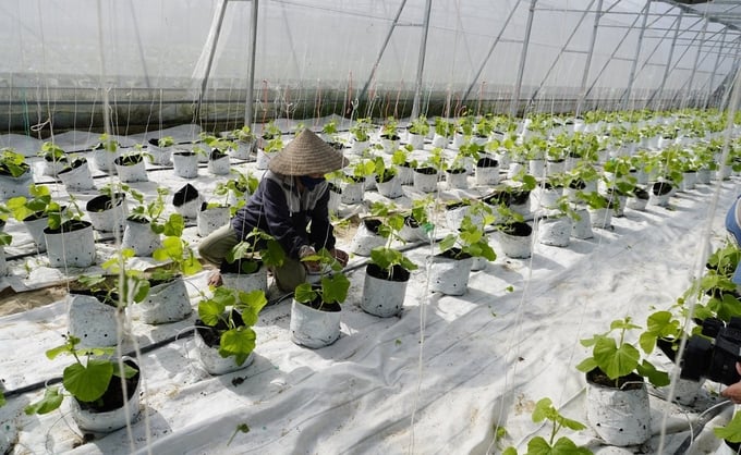 Áp dụng công nghệ cao vào sản xuất nông nghiệp hữu cơ tại nông thôn Quảng Bình. Ảnh: T. Phùng.