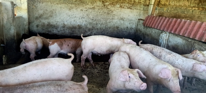 Nuôi lợn sử dụng đệm lót sinh học và quy trình chăm sóc của Tập đoàn Quế Lâm giúp giảm thiểu ô nhiễm môi trường chăn nuôi.