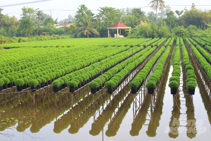 Trước thềm Festival lần đầu được tổ chức tại làng hoa Sa Đéc, từ những mảnh vườn, ruộng hoa của người nông dân đến các khu, điểm du lịch và từng tuyến đường, ngõ nhỏ cũng đầu tư chỉnh trang mang đến không khí rộn ràng, háo hức. Để đảm bảo số lượng hoa phục vụ cho festival, thành phố Sa Đéc đã đặt hàng nông dân trên 200.000 giỏ hoa các loại. Đến nay, các giỏ hoa sẵn sàng khoe sắc dịp lễ hội.