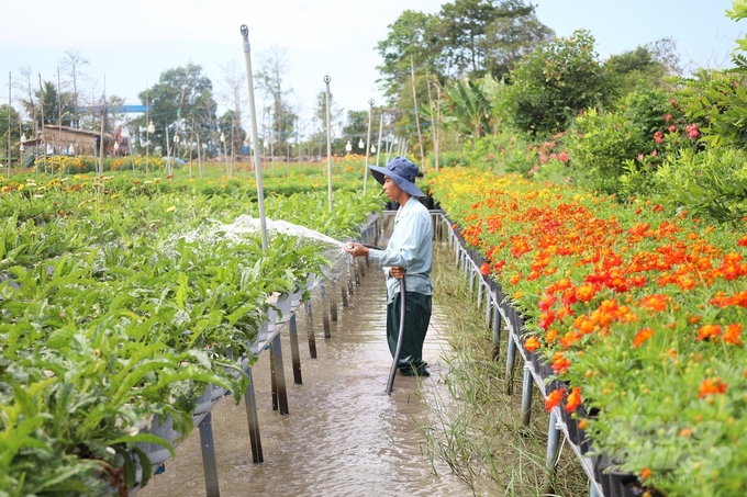 Đến với thành phố Sa Đéc những ngày này, ngoài không khí hối hả của vụ hoa Tết, bà con nông dân cũng đang tất bật chăm sóc cho từng chậu hoa, cây kiểng của mình để phục vụ cho Festival hoa - kiểng. Những loại được đặt hàng nhiều là sao nhái, xác pháo, dừa cạn, các loại hoa hồng cùng các loại hoa cúc đặc trưng của Sa Đéc như cúc mâm xôi, cúc kim cương, cúc tiger... Đặc biệt, trong đó có nhiều giống hoa mới như cúc mâm xôi Hàn Quốc. Thay vì màu vàng như cúc mâm xôi truyền thống thì cúc mâm xôi Hàn Quốc sẽ có nhiều màu sắc tươi tắn, rực rỡ như đỏ, hồng, tím, hứa hẹn sẽ tạo nhiều hấp dẫn cho du khách.