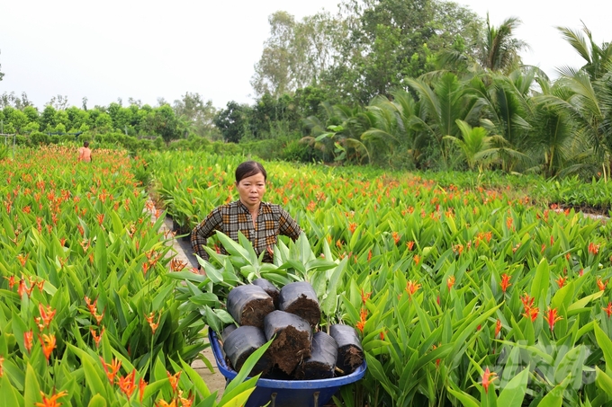 Nhiều nhà vườn ở làng hoa Sa Đéc đang hối hả, tất bật cho festival hoa - kiểng lần đầu tiên, đem đến mùa xuân cho mọi người. Không khí chuẩn bị mở ra một luồng sinh khí mới cho sự thành công của festival.