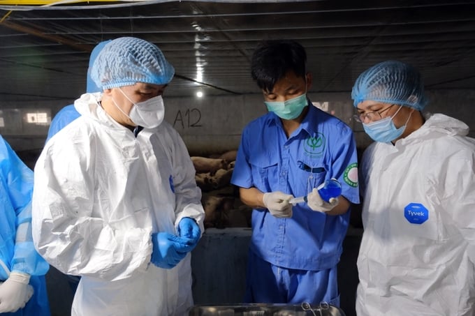 Thứ trưởng Bộ NN-PTNT Phùng Đức Tiến (trái), Cục trưởng Cục Thú y Nguyễn Văn Long (phải) kiểm tra quá trình tiêm vacxin dịch tả lợn Châu Phi. Ảnh: Bảo Thắng.