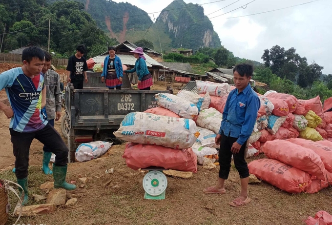 Năm nay giá ngô rất cao, thương lái từ Sơn La sang tận Noong Quài mua ngô. Ảnh: Hồng Nhung.