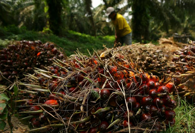 A worker piles up palm fruits at a palm plantation in the Serdang Bedagai district of Indonesia's North Sumatra province November 29, 2011. Photo: REUTERS/Y.T Haryono