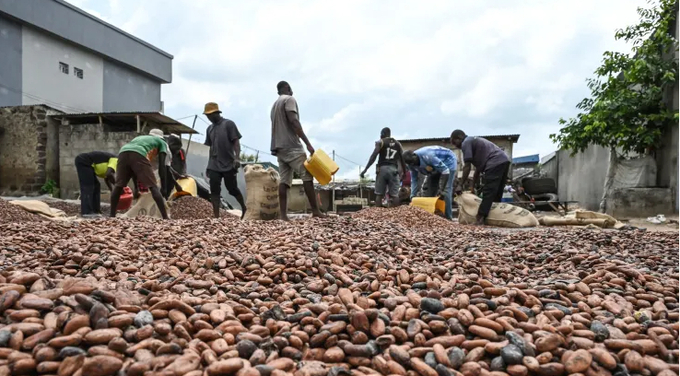 Workers collect dry cocoa beans in front of the store of a cocoa cooperative in the village of Hermankono on Nov. 14, 2023.