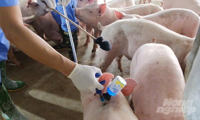 Tiêm vacxin Dịch tả lợn châu Phi tại một cơ sở chăn nuôi ngoại thành Hà Nội. Ảnh: Bảo Thắng.