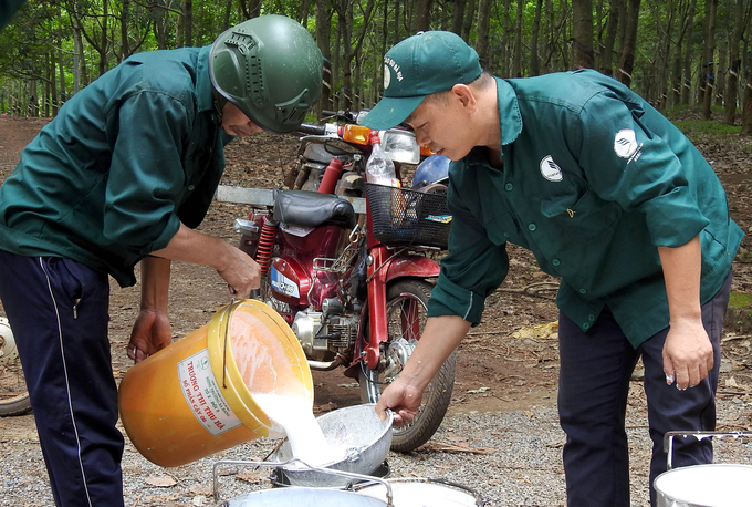 Thu hoạch mủ ở Công ty Cao su Bà Rịa - Vũng Tàu. Ảnh: Thanh Sơn.