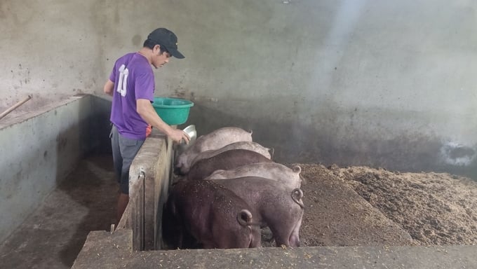 Người chăn nuôi ở Hà Tĩnh cho biết rất hài lòng khi hợp tác với Tập đoàn Quế Lâm nuôi lợn hướng hữu cơ nhờ hiệu quả cao, yên tâm đầu ra.