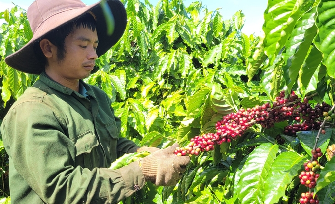 Chất lượng cà phê của huyện Chư Păh ngày càng được nâng cao nhờ tham gia chuỗi liên kết sản xuất. Ảnh: Tuấn Anh.