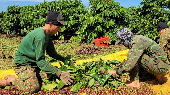 Người dân tham gia chuỗi liên kết sản xuất cà phê luôn bán được giá bán cao so với thị trường. Ảnh: Tuấn Anh.