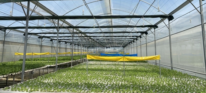 Hiện anh Châu đang tiếp tục mở rộng quy mô sản xuất rau thủy canh. Ảnh: Nguyễn Cơ.