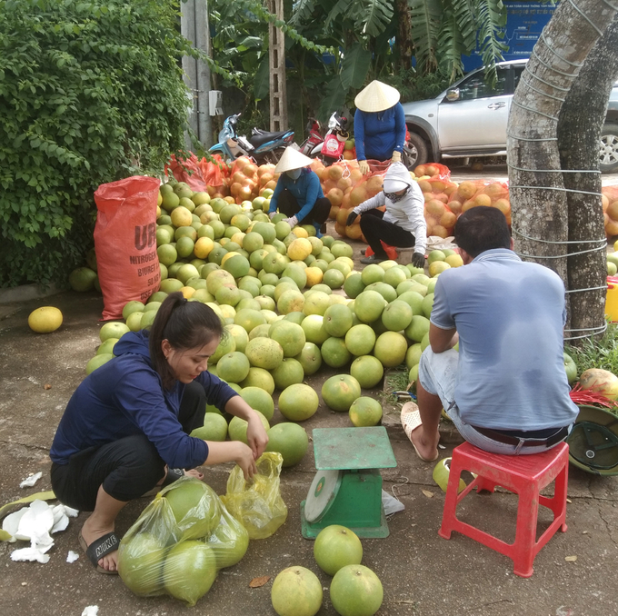 Khách hàng vẫn dập dìu đến mua bưởi của nhà chị Hảo Vĩnh ở xã Nghĩa Tiến do chất lượng bưởi tốt. Ảnh: Hồ Quang.