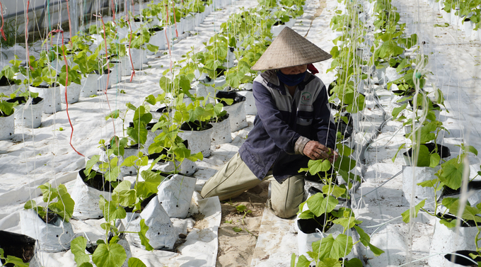 Vườn dưa lưới của chị Nhung giúp gia đình ổn định nguồn thu nhập. Ảnh: Tâm Đức