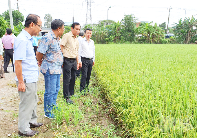 Thủ tướng Chính phủ vừa phê duyệt Đề án Phát triển bền vững 1 triệu ha chuyên canh lúa chất lượng cao, phát thải thấp gắn với tăng trưởng xanh vùng ĐBSCL đến năm 2030. Ảnh: Lê Hoàng Vũ.