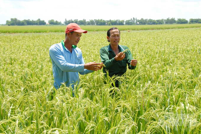 An Giang đăng ký tham gia Đề án với lộ trình 100.000ha đến năm 2025 và 150.000ha đến năm 2030 sản xuất lúa chất lượng cao. Ảnh: Lê Hoàng Vũ.