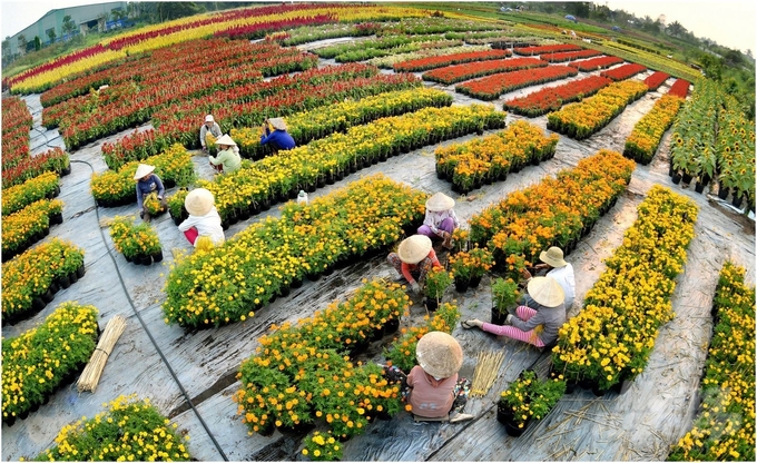 Trải qua bao nỗi thăng trầm đến nay Làng hoa Sa Đéc đã vươn mình nổi tiếng cả nước. Ảnh: Nguồn Festival.