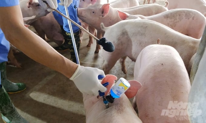 African Swine Fever vaccination at a suburban livestock facility near Hanoi city. Photo: Bao Thang.
