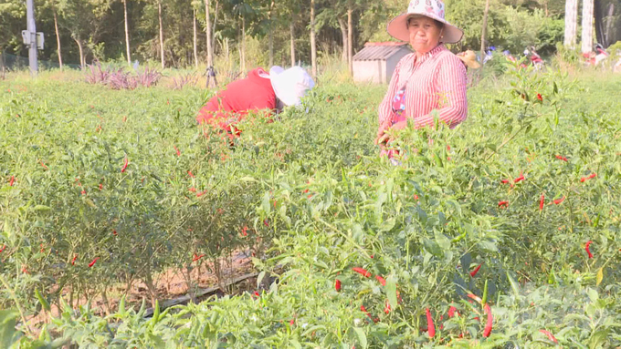 Nông dân trồng ớt hữu cơ tạo ra sản phẩm đảm bảo an toàn thực phẩm. Ảnh: Hồ Thảo.
