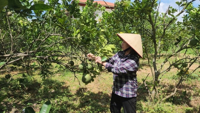 Ngoài ổi, các loại cây ăn quả khác trên đảo Bầu cũng được canh tác theo phương pháp hữu cơ. Ảnh: Đinh Mười.