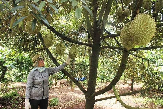 Người dân tham gia chuỗi liên kết sản xuất sầu riêng đã từng bước mang lại hiệu quả. Ảnh: Tuấn Anh.