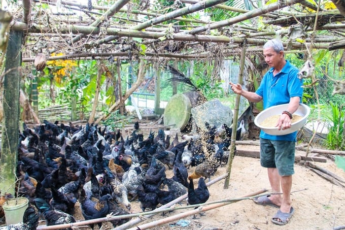 Giống gà H'Mông thích nghi tốt với điều kiện khí hậu, thời tiết ở tỉnh Quảng Ngãi. Ảnh: L.K.