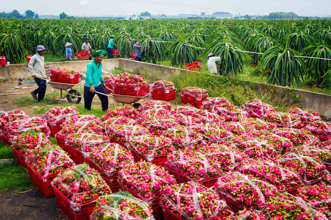 Năm 2023 đánh dấu sự tăng trưởng vượt bậc của Đồng Nai trong xuất khẩu trái cây tươi. Ảnh: Trần Trung.