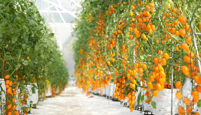 Vườn cà chua Nova của anh Tuấn Anh trở thành 'hiện tượng' của ngành du lịch Tây Ninh trong năm 2023. Ảnh: Lê Bình.