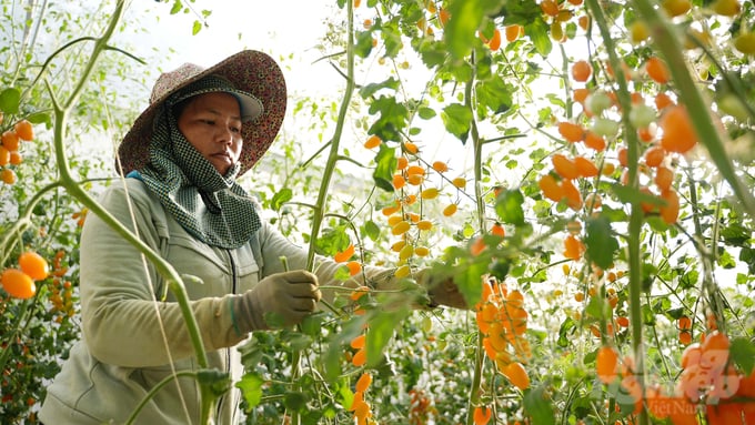Trồng trọt trong hệ thống nhà màng được kỳ vọng sẽ mở ra nhiều cơ hội phát triển cho nông dân Tây Ninh. Ảnh: Lê Bình.