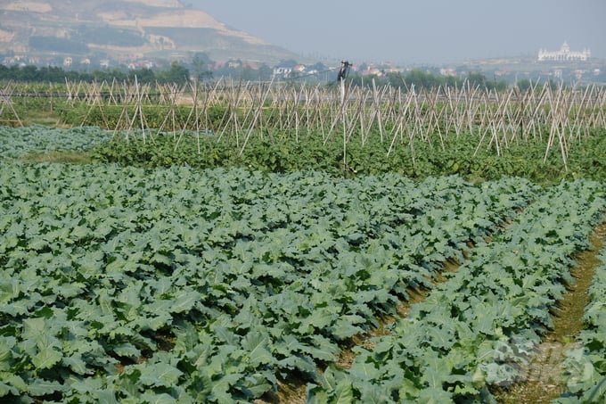 Việt Nam vẫn nhập trên 90% hạt giống rau, hoa mỗi năm dù có điều kiện để sản xuất giống mới trong nước. Ảnh: K.Trung.