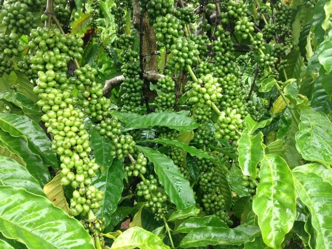 Chăm sóc cà phê trong mùa khô ở Tây Nguyên là rất quan trọng giúp tăng năng suất, chất lượng cà phê.
