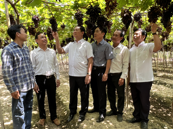 Ông Trần Quốc Nam, Chủ tịch UBND tỉnh Ninh Thuận (thứ 3 từ trái sang) kiểm tra giống nho mới có giá trị kinh tế cao. Ảnh: MP.